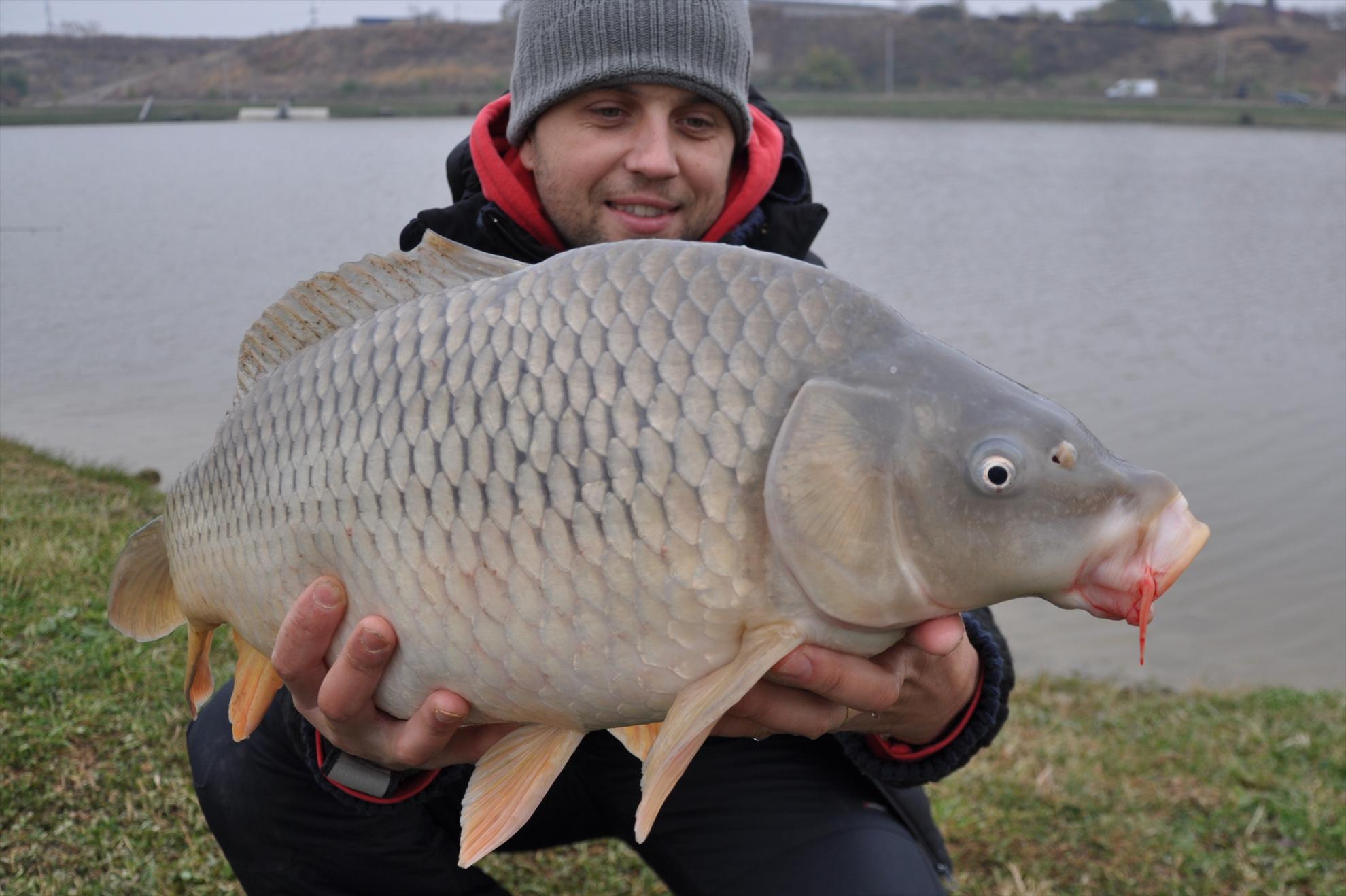 GREENFISH 2 - csc0023.JPG